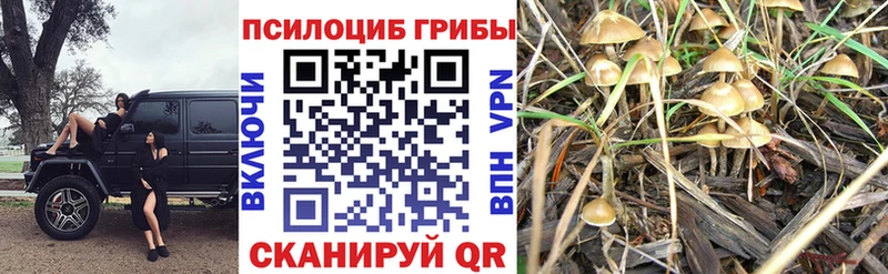 Купить  Дальнереченск  Псилоцибиновые грибы мухоморы 